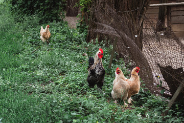 Rooster and hen walking in the village