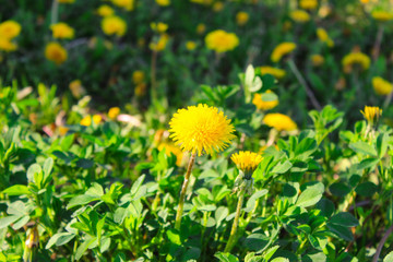 dandelions in the grass