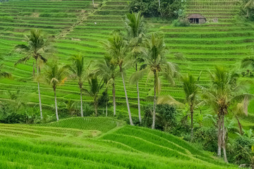 Panorama view on rice terraces Jatiluwih