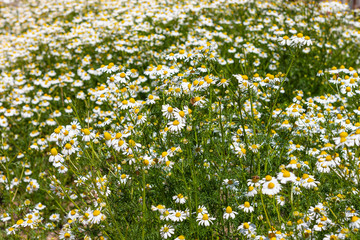 Blooming fresh camomiles meadow with flying bees. Beautiful chamomile flowers with green leaves background. Valentine's Mother's Women's day greeting card, wallpaper with copy space text sign.