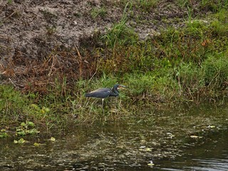 great blue heron in the water