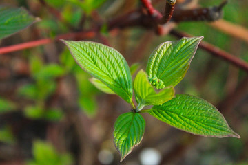 fresh green leaves
