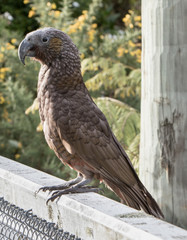 Ka Ka native New Zealand bird survives now in urban area