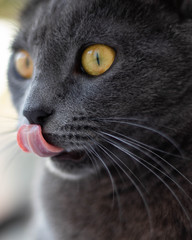 Portrait d'un petit chat gris de type chartreux