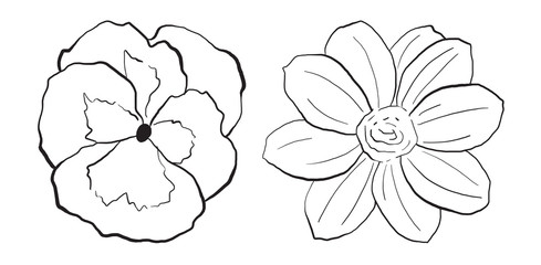 Pansy and Anemone flower set, hand drawn vector illustrations