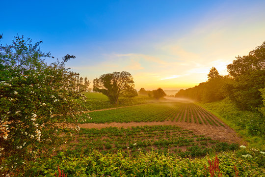 Image of a valley with agricultrial fields with potatoes growing at sunrise with mist in the lower section of the valley with trees and part blue sky. Jersey, Channel Islands, UK