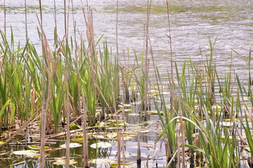 reeds in the water
