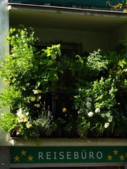 Ein zugewuchertes Blumenfenster und ein Reisebüroschild.