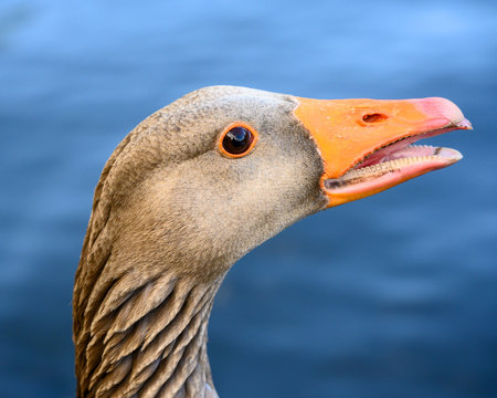 Greylag goose in Kelsey Park, Beckenham, London. Close up of the head of a greylag goose with lake behind. Greylag geese are common in Kelsey Park, Beckenham, Kent. Greylag goose (Anser anser), UK.
