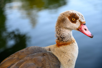 Egyptian goose in Kelsey Park, Beckenham, London. The Egyptian goose is standing by a lake looking...