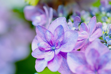 紫の八重咲きガクアジサイ/夕景色,ユウゲシキ/アジサイ/紫陽花/Hydrangea macrophylla