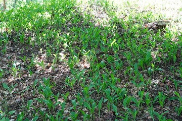 Maiglöckchen in Berlin