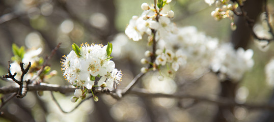 flowering tree in the garden