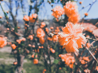 Beautiful spring flowers from the cherry tree, edited from home with basic struments.
