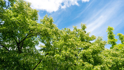 linden tree against blue sky