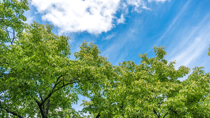 linden tree against blue sky