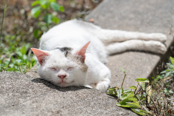Naklejka na ściany i meble white fur cat smile and sleep on cement in sunshine hot day