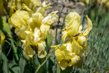 Obraz premium Close up of yellow iris schachtii Markgraf flowers
