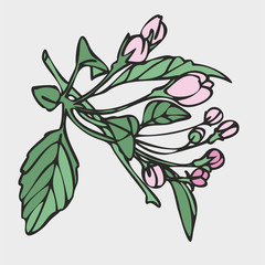 Vector drawing of flowers and leaves of Apple trees, hand-drawn illustration. Blooming Apple tree. Branch with flower buds. The first spring flowers. isolated background