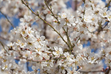 Fototapeta premium Blooming almonds on a sunny day, close up