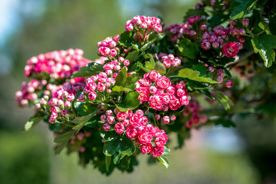 A branch full of beautiful red hawthorn (Crataegus laevigata) flowers