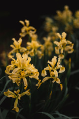 Fototapeta na wymiar Yellow irises grow in a flower bed.