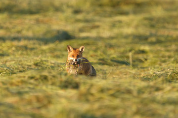 Fuchsmutter bringt Beute nach Hause