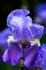 blue irises on a Dark background with place for text.