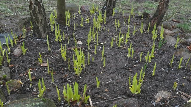 The greens grow in springtime.