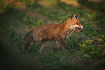 Fuchsmutter bringt Beute nach Hause