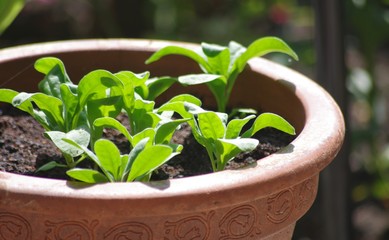 Levkojen Pflänzchen Setzling Blume Topf