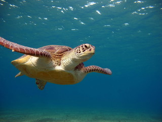 Turtle. Big green turtle on the reefs of the Red Sea.
