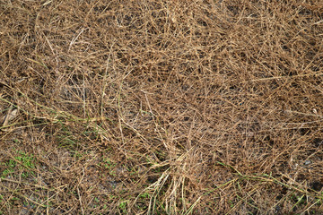 dry yellow straw background texture.