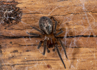 Lace-weaver Spider - Amaurobius similis . Natural wooden background