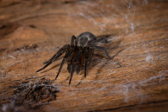 39 Lace Web Spider Stock Photos, High-Res Pictures, and Images