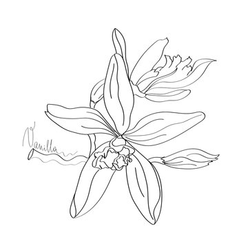 Vanilla line art sketch. Aromatherapy inspiration
