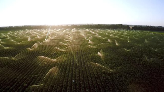 watering carrots at dawn shooting from a drone