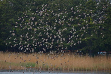 A group of sandpipers are flying.