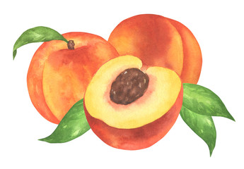 Watercolor Peach Composition