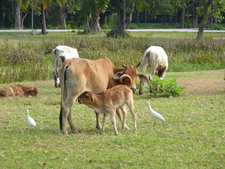 Naklejka na ściany i meble A brown cow is suckling its little baby calf