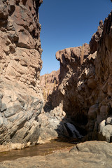 Cactus and Guatin Canyon. Atacama, Antofagasta.
