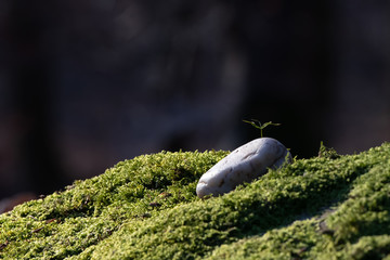 stone on the moss