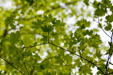 Soft new spring green maple leaves against the sky on a sunny day. The natural color of freshness for the background.