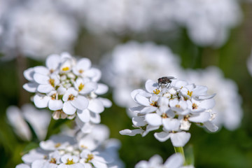 white iberis flowers and fly