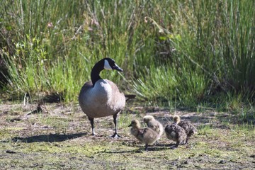 canada goose family