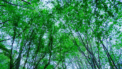 Alberi e foglie in un bosco.