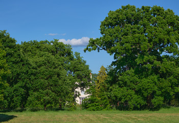 Obraz premium View of meadow with trees against blue sky with cloud.