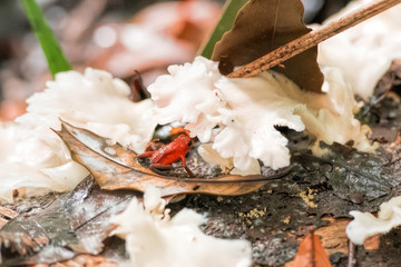 blue jeans dart frog in Costa Rica
