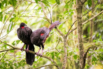 Penelope purpurascens in Costa Rica