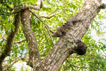 black ctenosaur in Costa Rica